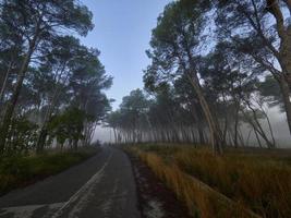 Fog in the forest, Bellus, Spain photo