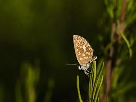 Butterfly in some bushes, near Almansa, Spain photo