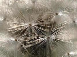 Fotografía macro de diente de león en los alrededores de Almansa, España. foto