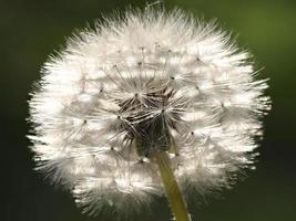 Fotografía macro de diente de león en los alrededores de Almansa, España. foto