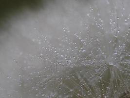 Fotografía macro de diente de león en los alrededores de Almansa, España. foto