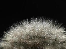 Fotografía macro de diente de león en los alrededores de Almansa, España. foto