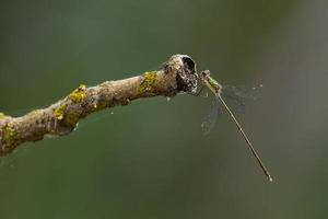 Damselfly in some bushes, near Almansa, Spain photo