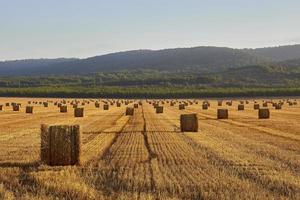 Fardos de paja en un campo de cereales temprano en la mañana, Almansa, España