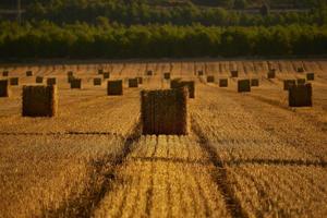 Straw bales in a cereal field early in the morning, Almansa, Spain photo