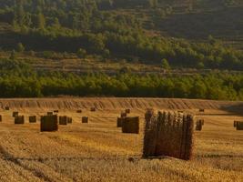 Fardos de paja en un campo de cereales temprano en la mañana, Almansa, España foto