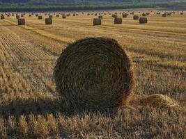 Fardos de paja en un campo de cereales temprano en la mañana, Almansa, España