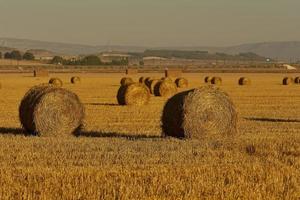 Fardos de paja en un campo de cereales temprano en la mañana, Almansa, España foto