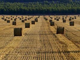 Fardos de paja en un campo de cereales temprano en la mañana, Almansa, España foto