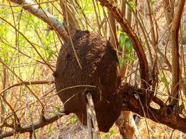 nido de termitas en colonia en árbol. estos insectos son los responsables de destruir casas y objetos de madera. foto