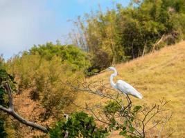 The Great Egret, Ardea alba, is a common bird by the lakes, rivers and wetlands. Measures between 65 and 104 centimeters in length and weighs between 700 and 1700g photo