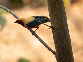Burnished-buff Tanager Tangara cayana isolated on the branch of a tree in the Brazilian rainforest photo