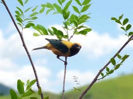 Burnished-buff Tanager Tangara cayana isolated on the branch of a tree in the Brazilian rainforest photo