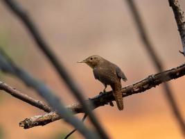 Southern House Wren Troglodytes musculus isolated on tree branch in extension of Brazil's Atlantic Forest. Brazilian fauna bird