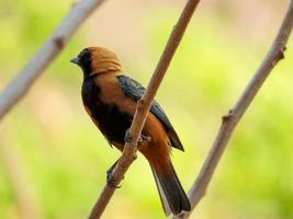 Bruñido-buff tanager tangara cayana aislado en la rama de un árbol en la selva brasileña foto