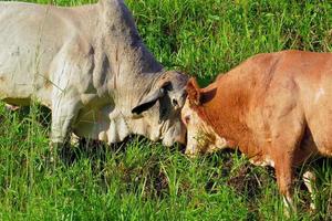 close-up ox grazing on green field in farm area. Agricultural production of bovine animals photo