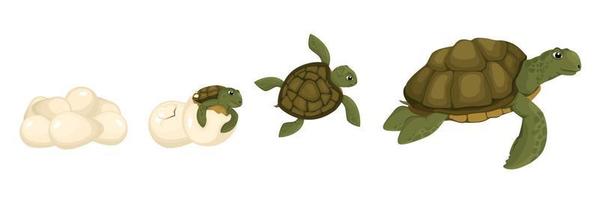 conjunto de ciclo de vida de tortuga vector