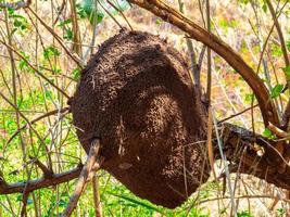 termite nest in colony on tree. These insects are responsible for destroying wooden objects and houses. photo