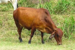 close-up ox grazing on green field in farm area. Agricultural production of bovine animals photo