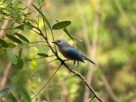 Sayaca Tanager Tangara sayaca isolated on tree branch in extension of Brazil's Atlantic Forest. Brazilian fauna bird