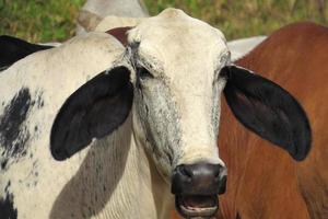 close-up white ox grazing on green field in farm area. Agricultural production of bovine animals photo