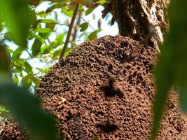 termite nest in colony on tree. These insects are responsible for destroying wooden objects and houses. photo