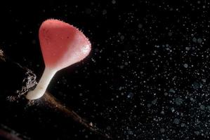 Rain beautiful pink champagne mushroom  Lined on timber photo