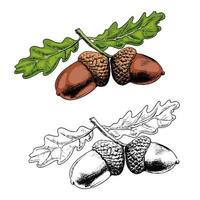 Oak branch hand-drawn vector illustration. Acorn and leaves sketch design element isolated on white background. Autumn botanical symbol ink freehand drawing.