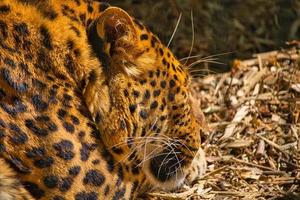 retrato de un jaguar en el zoológico foto