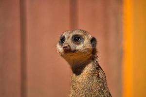 Meerkats love to eat insects and reptiles photo