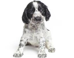 Cachorros lindos del perro blanco y negro que se sientan delante que abrazan el perro perdiguero aislado en blanco. foto