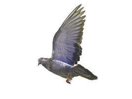 pájaro poco superposición de stock volando hacia extender sus alas y plumas en blanco. foto