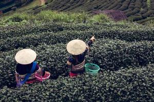 Two Hmong people standing in green tea plantation and harvesting green tea leaves in Doi Ang Khang Chiang Mai . photo