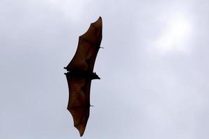 Lyle's flying fox or Bat fruit  flying on sky