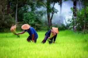 pareja de agricultores trabajando juntos en el campo de arroz verde en Tailandia. foto