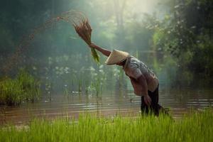 tailandia agricultor que trabaja en el campo de arroz esta es una cultura rural en asia foto