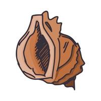 beautiful seashell simple drawing. doodle sketch vector