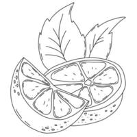 Fruta cítrica. rodajas de limón con hojas. ilustración vectorial. dibujo lineal aislado de la mano. elemento de contorno para el diseño y la decoración vector