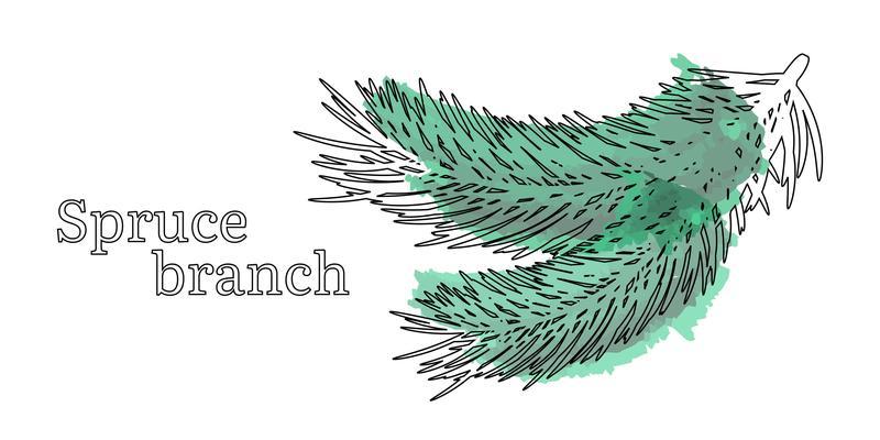 Isolated coniferous twigs. Contour of pine or spruce branches with green watercolor stain on white background. Vector illustration.