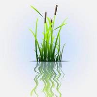 Grass green reed vector