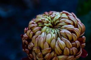 Autumnal flowers in the garden photo