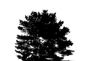 Tree Silhouette Isolated on White Backgorund. Vecrtor Illustration vector