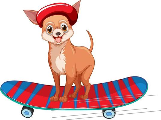 Chihuahua dog wears helmet standing on skateboard