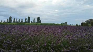 lavendel in de wind video