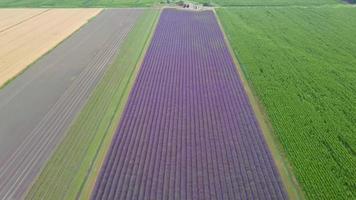 survolant les champs de lavande dans un paysage rural video