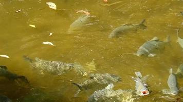 beaucoup de poissons nageant dans un lagon, équateur video