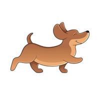 Walking dachshund dog