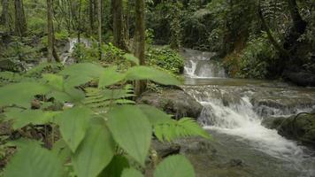 paysage de ruisseau d'eau qui coule à travers les rochers parmi les plantes vertes de la forêt tropicale. video