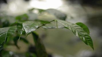 Close up green leaves swaying by the wind with water stream flows over the rocks. video