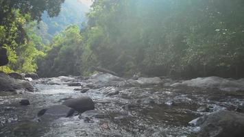 River flows from the mountain through the rocks among green plants under sunlight. video